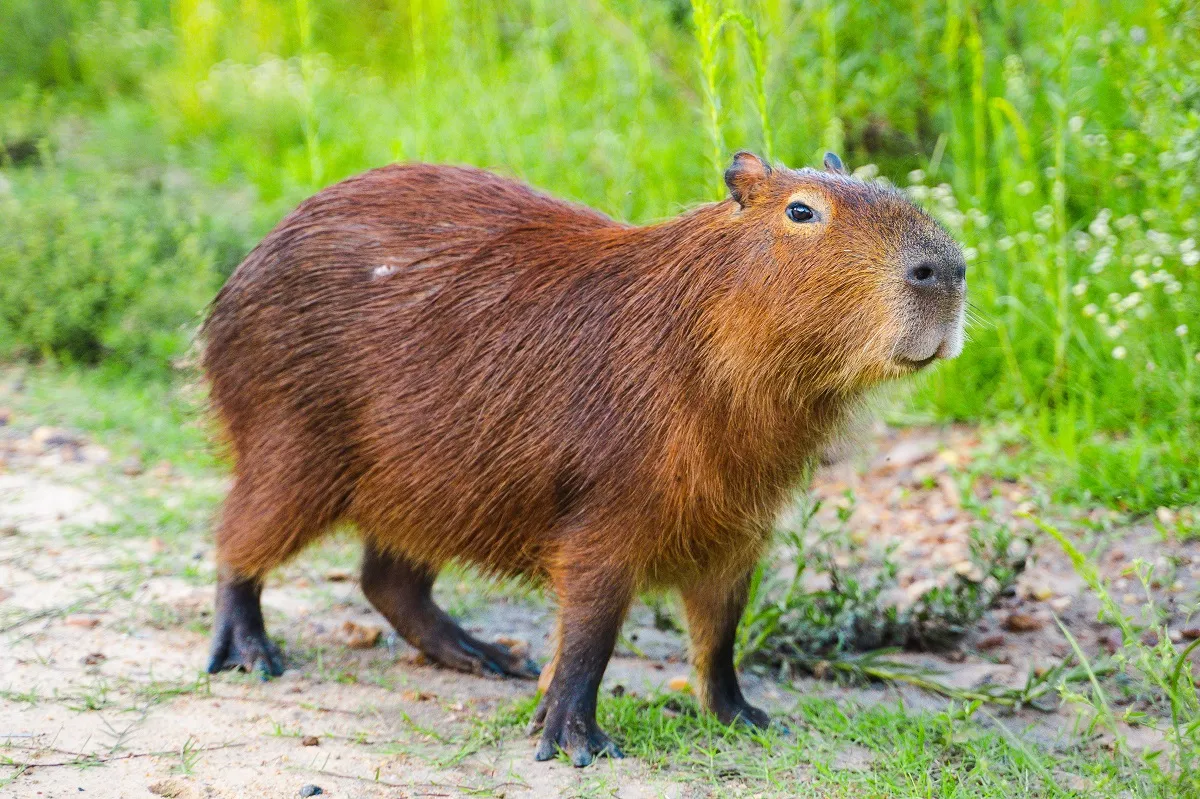 Un capybara au bord de l'eau dans une zone humide d'Amérique du Sud