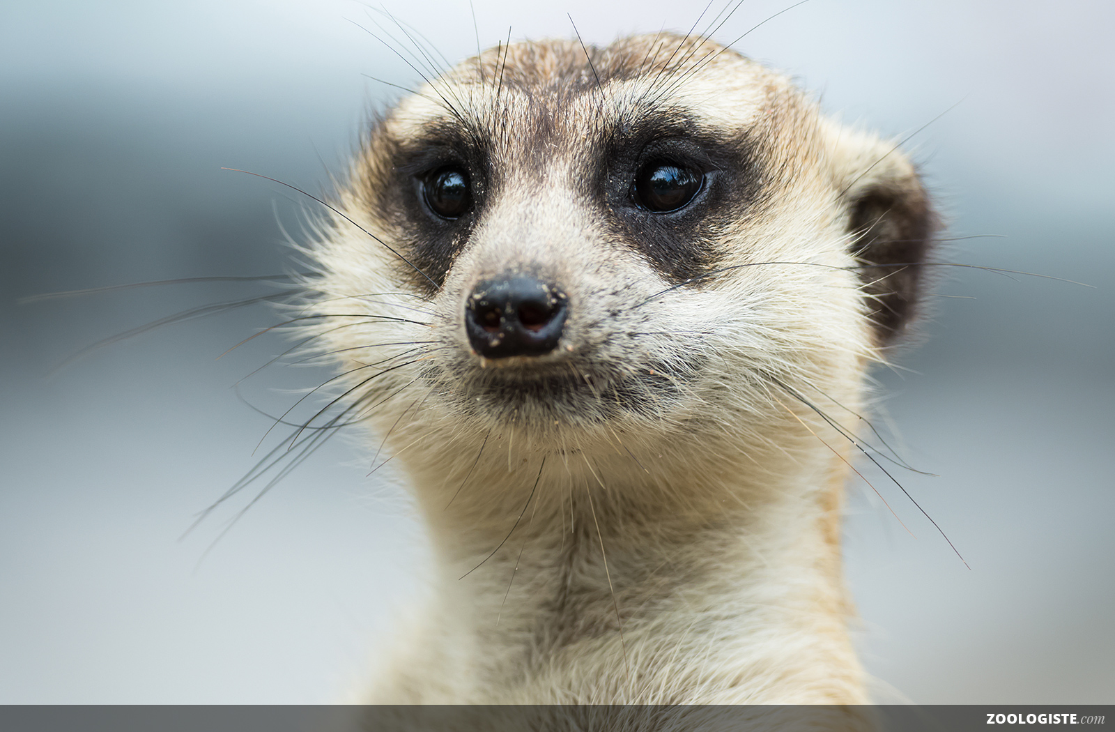 Suricate debout sur ses pattes arrière, en position de sentinelle dans une plaine sèche d'Afrique australe