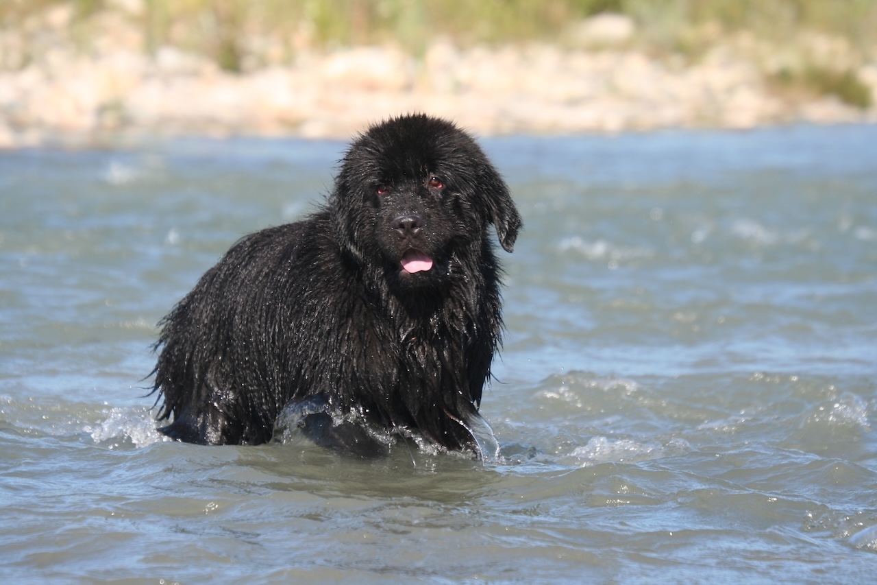 Chien Terre-Neuve noir aux pieds palmés sortant de l'eau sur une côte rocheuse