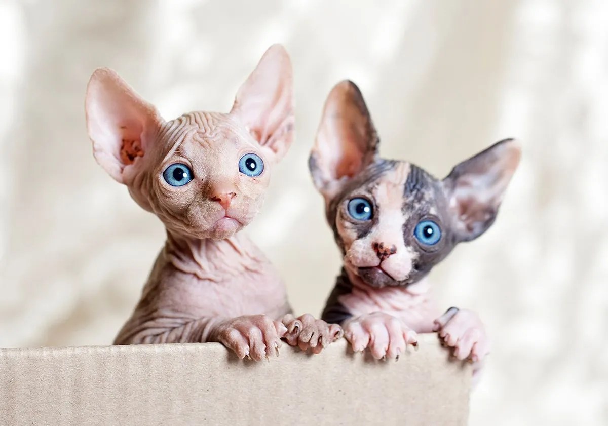 Chat Sphynx sans poils à la peau ridée et aux grandes oreilles