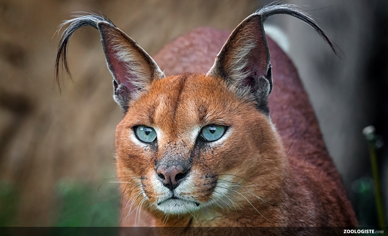 Caracal aux longues oreilles noires dans un milieu aride
