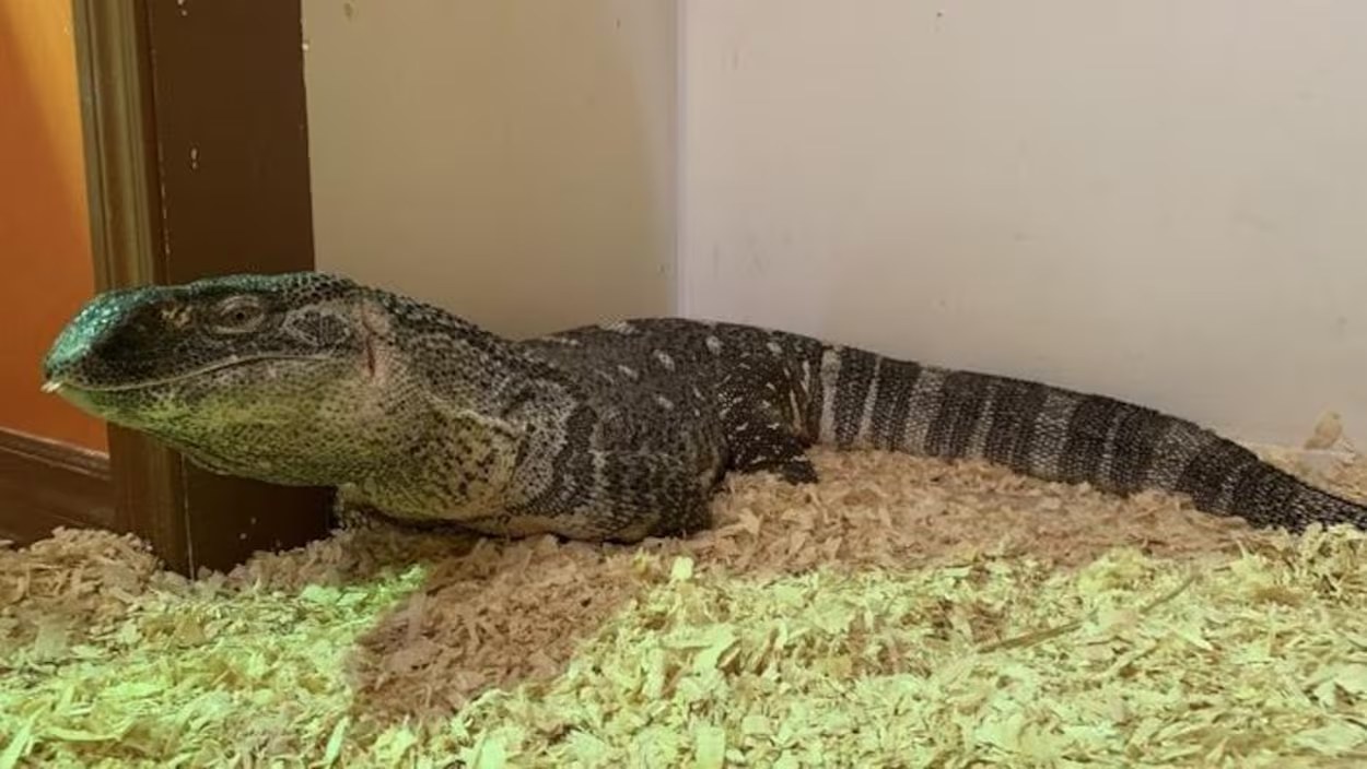Varan adulte observé dans son milieu naturel
