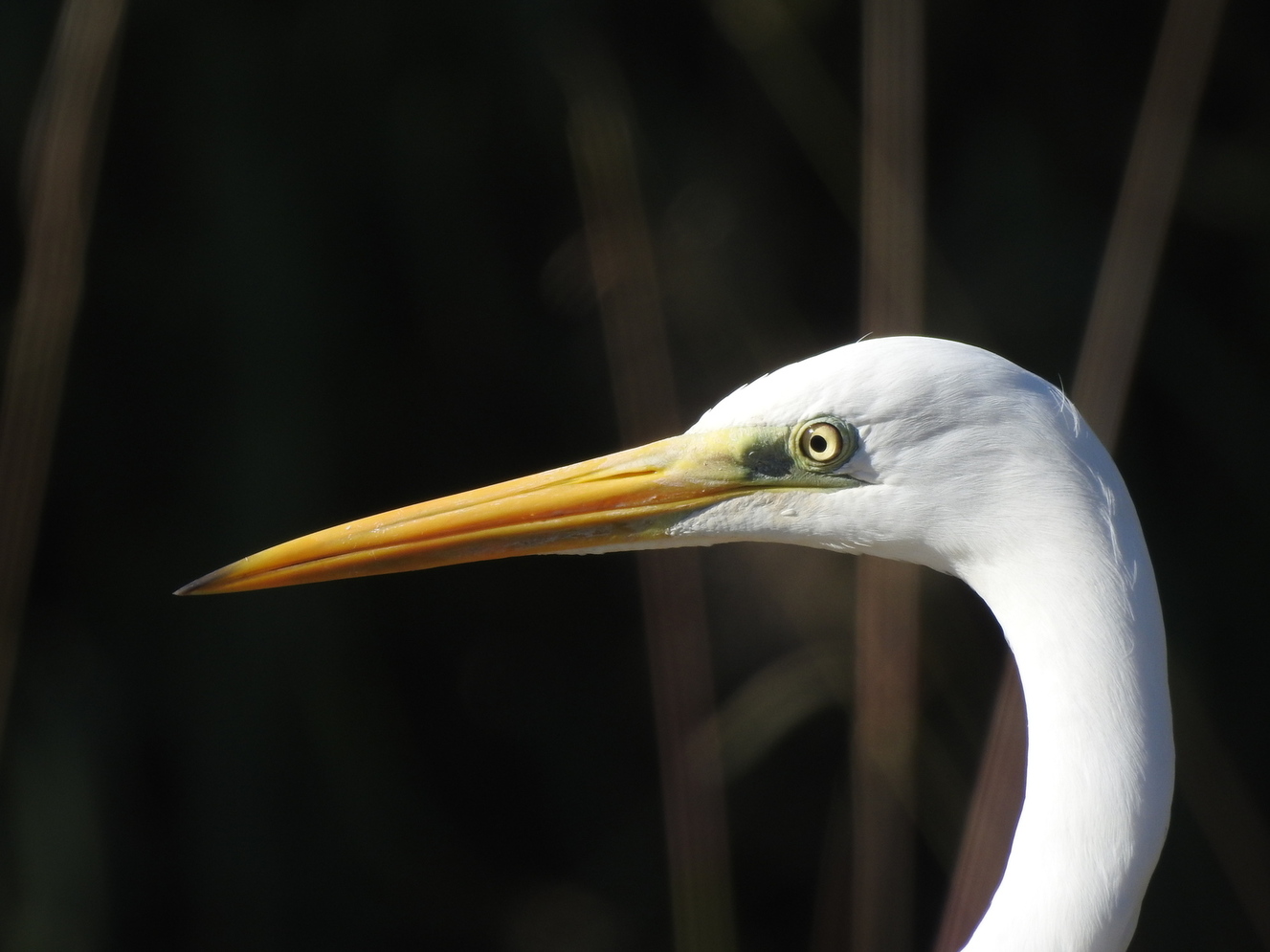 Aigrette garzette blanche dans une zone humide