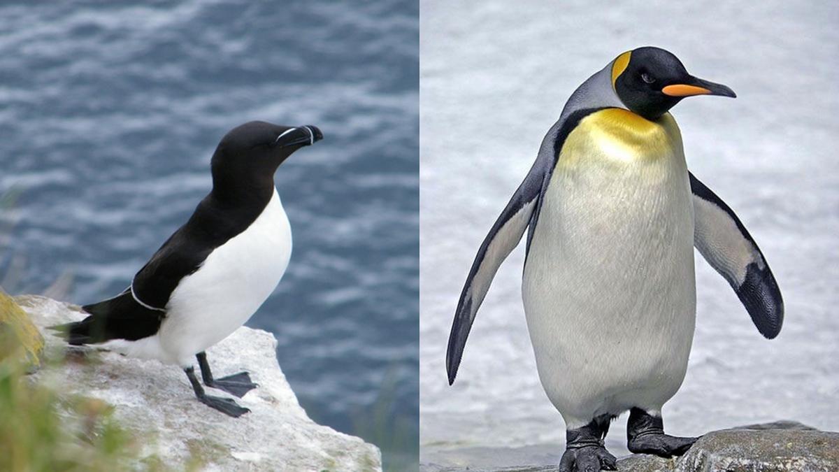 Manchot empereur debout sur la banquise antarctique