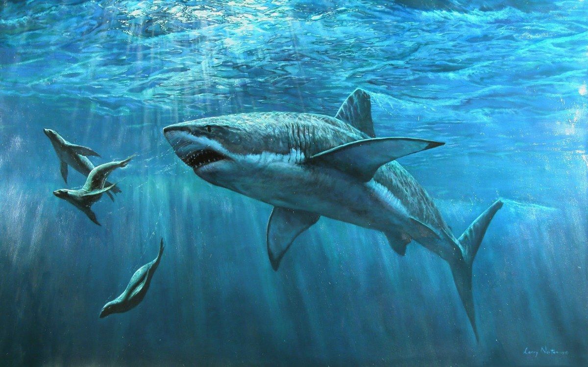 Grand requin blanc nageant près de la surface dans un océan tempéré