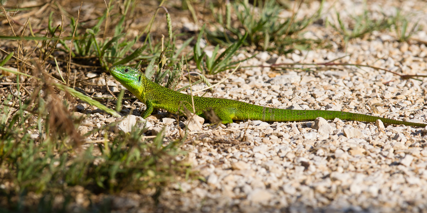 Lézard vert occidental mâle, Lacerta bilineata, au soleil dans une végétation dense