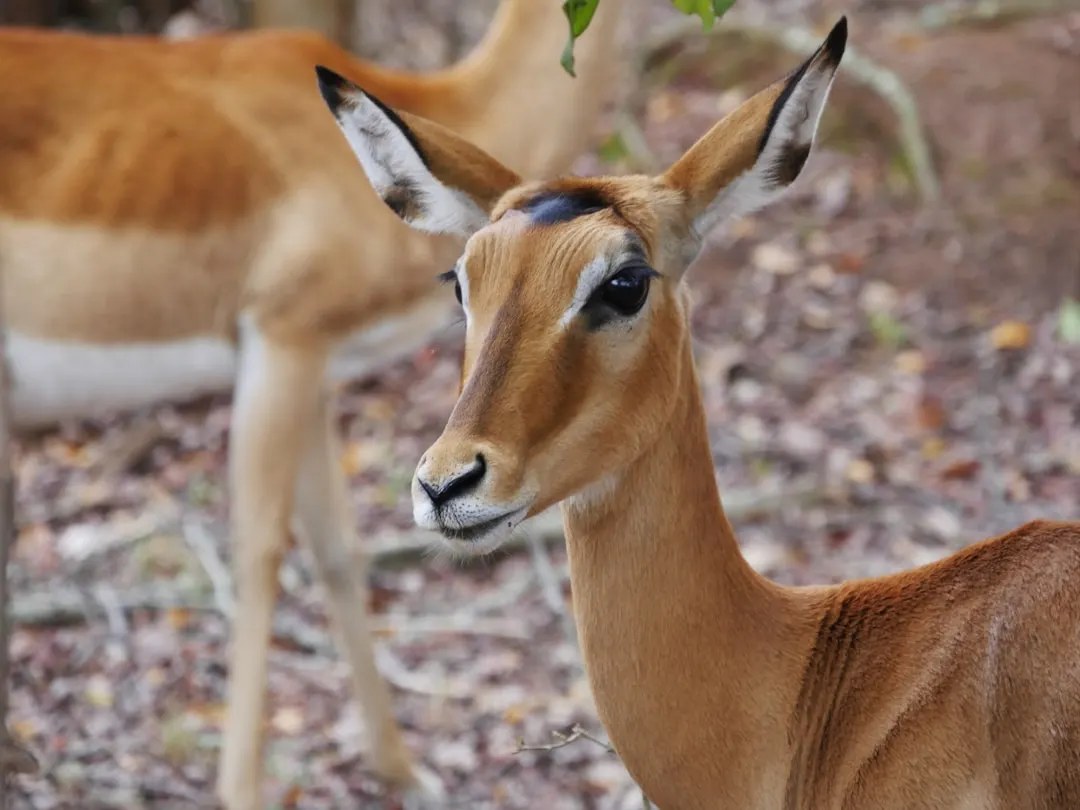 Faune sauvage africaine observée dans la savane