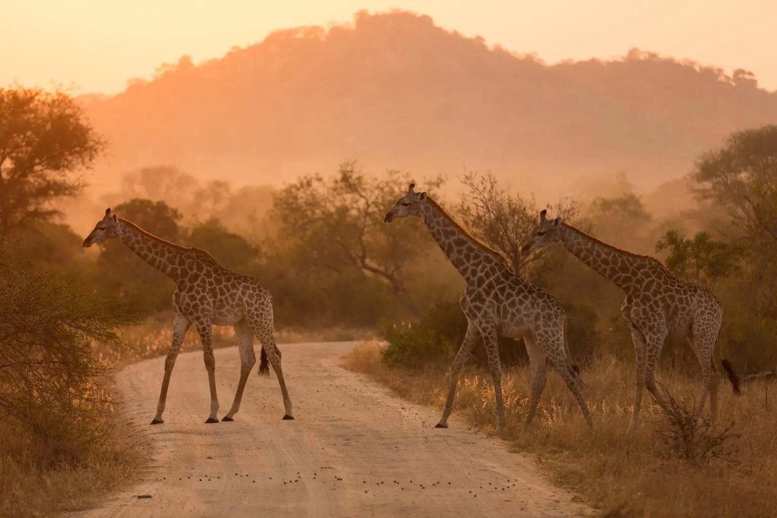 Vaste savane africaine ouverte jusqu'à l'horizon sous un ciel dégagé